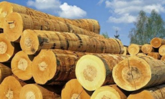 木材進(jìn)口清關(guān)代理公司哪家好？【強(qiáng)烈推薦】